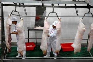 Slaughter Pigs in China